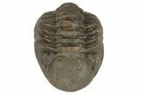Wide, Partially Enrolled Austerops Trilobite - Morocco #190580-2